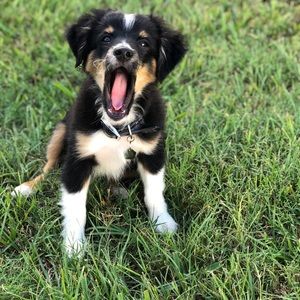 Meet your Posher, Leena